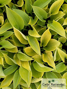 Hosta 'Sum and Substance'
