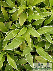 Hosta 'Undulata Albomarginata'