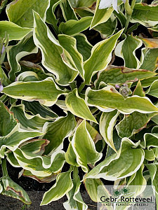 Hosta 'Wide Brim'