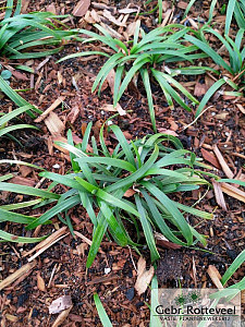 Ophiopogon jap. 'Minor'