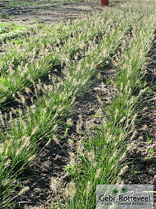 Pennisetum al. 'Little Bunny'