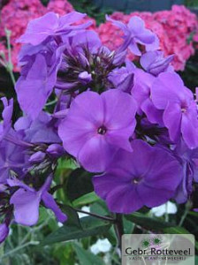 Phlox (P) 'Amethyst'