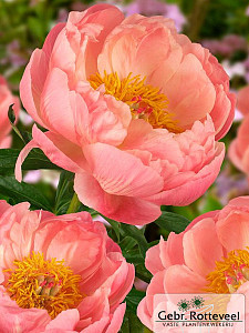 Paeonia (HH) 'Coral Charm'
