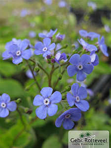 Omphalodes verna