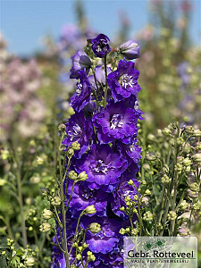 Delphinium (E) Delgenius Glitzy