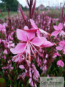 Gaura lind. 'Siskiyou Pink'