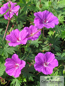 Geranium 'Tiny Monster'