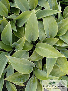 Hosta 'Halcyon'