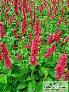 Persicaria amplex. 'Dark Red'