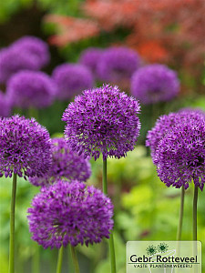 Allium 'Purple Sensation'