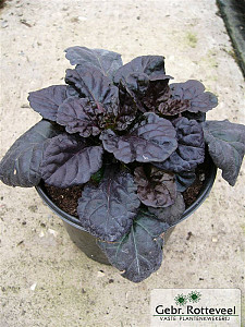 Ajuga reptans 'Black Scallop'
