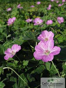 Geranium rivers. 'Mavis Simpson'