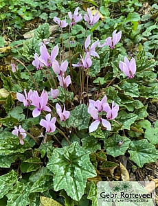 Cyclamen hederifolium