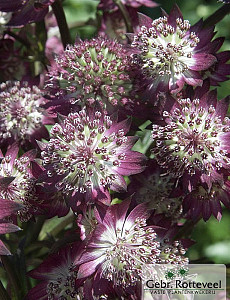 Astrantia maj. 'Star of Beauty'