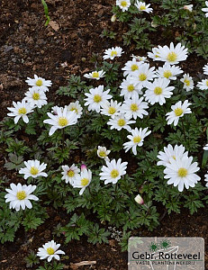 Anemone blanda 'White Splendour'