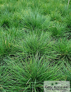 Festuca gautieri