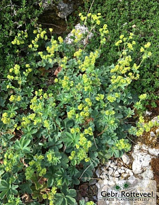 Alchemilla erythropoda