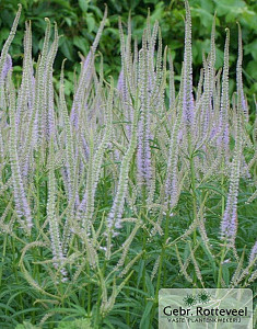 Veronicastrum virg. 'Lavendelturm'