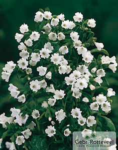 Pulmonaria off. 'Sissinghurst White