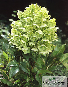 Helleborus argutifolius