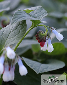 Symphytum grand. 'Wisley Blue'