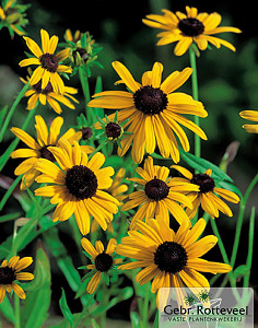 Rudbeckia fulgida deamii