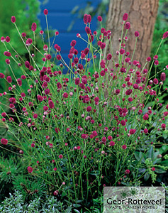Sanguisorba officinalis 'Tanna'