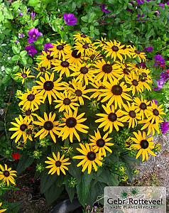 Rudbeckia f. 'Little Goldstar'