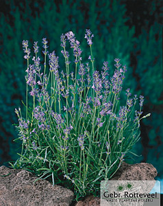 Lavandula ang. 'Munstead'