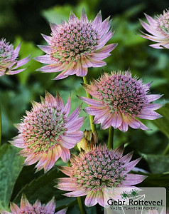 Astrantia maj. 'Florence'