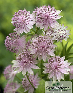 Astrantia 'Buckland'