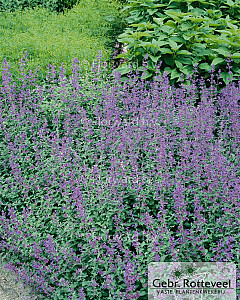 Nepeta 'Dropmore'