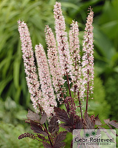 Actaea simplex 'Pink Spike'