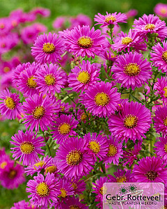 Aster (D) 'Jenny'