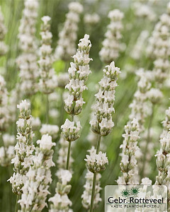 Lavandula intermedia 'Exceptional'