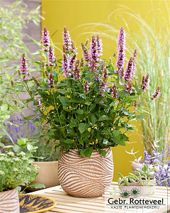 Agastache Beelicious Pink