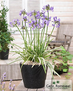 Agapanthus Silver Moon