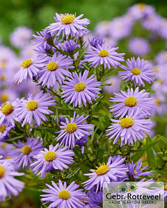 Aster (D) 'Prof. Anton Kippenberg'