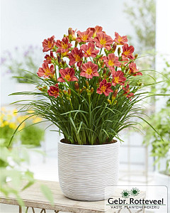 Hemerocallis EveryDayLily Red