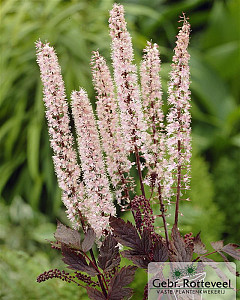 Actaea simplex 'Pink Spike'