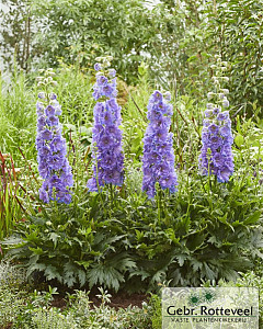 Delphinium (E) Delgenius Shelby