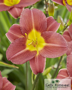 Hemerocallis 'Scarlet Breeze'