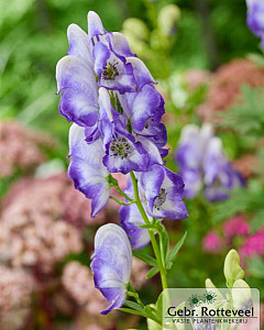 Aconitum camm. 'Bicolor'