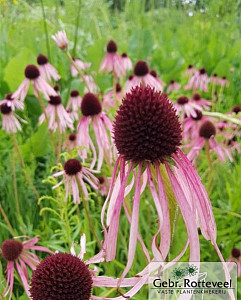 Echinacea pallida