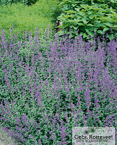 Nepeta 'Dropmore'