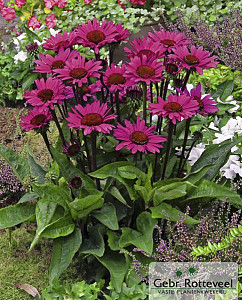 Echinacea purp. 'Fatal Attraction'