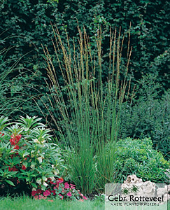 Molinia caerulea 'Heidebraut'