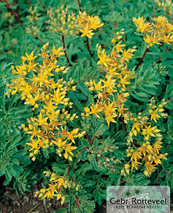 Sedum flor. 'Weihenstephaner Gold'