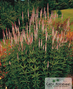 Veronicastrum virg. 'Pink Glow'