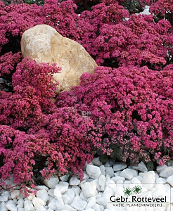 Sedum 'Robustum'